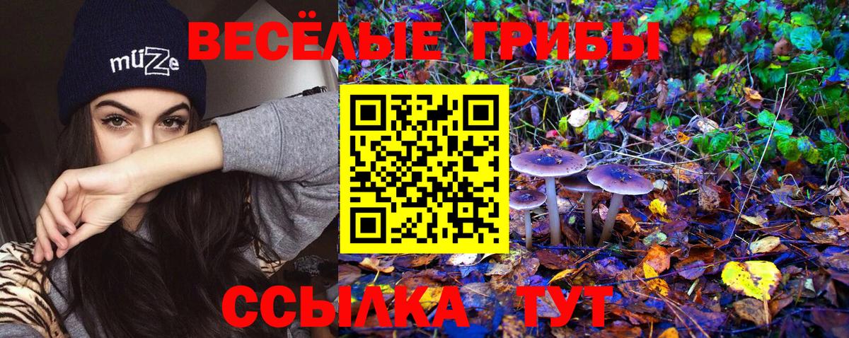 Псилоцибиновые грибы Psilocybine cubensis Будённовск